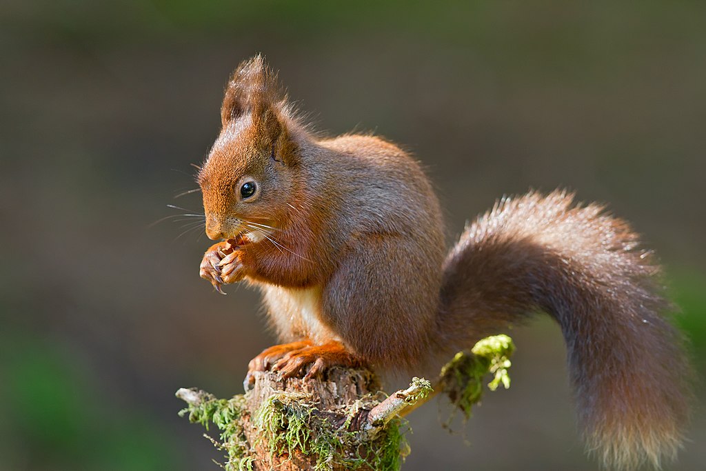 A red squirrel sitting on a stump, eating.